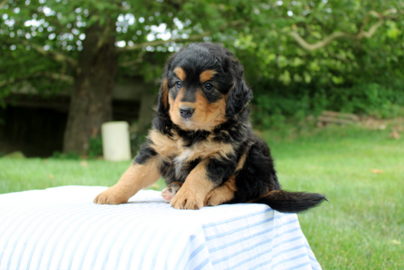 puppy, for, sale, Mini Bernedoodle F1, Matthew B. Stoltzfus, dog, breeder, Gap, PA, dog-breeder, puppy-for-sale, forsale, nearby, find, puppyfind, locator, puppylocator, aca